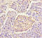 Phospholipase A2 Group IID antibody, LS-C318185, Lifespan Biosciences, Immunohistochemistry paraffin image 