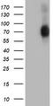 SH2B adapter protein 3 antibody, TA502747, Origene, Western Blot image 