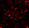 Nanos C2HC-Type Zinc Finger 2 antibody, 4647, ProSci Inc, Immunofluorescence image 