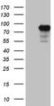 Protein transport protein Sec23B antibody, TA810155, Origene, Western Blot image 
