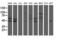 Sentrin-specific protease 2 antibody, LS-C175135, Lifespan Biosciences, Western Blot image 
