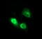 CD163 antibody, M00812-2, Boster Biological Technology, Immunofluorescence image 