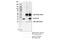 Cyclin D1 antibody, 55506T, Cell Signaling Technology, Immunoprecipitation image 