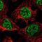 Pre-MRNA Processing Factor 4B antibody, NBP1-82999, Novus Biologicals, Immunofluorescence image 