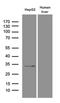 Phytanoyl-CoA Dioxygenase Domain Containing 1 antibody, MA5-27451, Invitrogen Antibodies, Western Blot image 