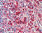 Heat Shock Protein 90 Beta Family Member 1 antibody, MBS565019, MyBioSource, Immunohistochemistry frozen image 