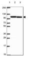 Importin 11 antibody, HPA067097, Atlas Antibodies, Western Blot image 