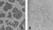 4-amino Biphenyl DNA antibody, MA1-16590, Invitrogen Antibodies, Immunohistochemistry frozen image 