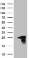 Amelotin antibody, CF808520, Origene, Western Blot image 