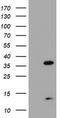 PDZ And LIM Domain 2 antibody, TA502710, Origene, Western Blot image 