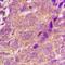 Bone Morphogenetic Protein Receptor Type 1A antibody, orb235049, Biorbyt, Immunohistochemistry paraffin image 