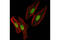 Structural Maintenance Of Chromosomes 3 antibody, 5696S, Cell Signaling Technology, Immunofluorescence image 