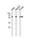 DNA Polymerase Delta 2, Accessory Subunit antibody, TA325187, Origene, Western Blot image 