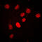 Cleavage Stimulation Factor Subunit 2 antibody, LS-C352064, Lifespan Biosciences, Immunofluorescence image 