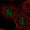 ASXL Transcriptional Regulator 2 antibody, NBP2-58342, Novus Biologicals, Immunofluorescence image 