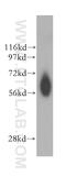 NADPH Dependent Diflavin Oxidoreductase 1 antibody, 11404-1-AP, Proteintech Group, Western Blot image 