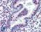 ERCC Excision Repair 4, Endonuclease Catalytic Subunit antibody, LS-B2868, Lifespan Biosciences, Immunohistochemistry paraffin image 