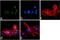 SRC-1 antibody, 44-662G, Invitrogen Antibodies, Immunofluorescence image 