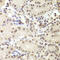 Pre-MRNA Processing Factor 3 antibody, LS-C334081, Lifespan Biosciences, Immunohistochemistry frozen image 