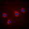 Vav Guanine Nucleotide Exchange Factor 2 antibody, LS-C368550, Lifespan Biosciences, Immunofluorescence image 