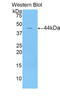 Lipocalin 15 antibody, LS-C302521, Lifespan Biosciences, Western Blot image 