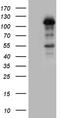 LON Peptidase N-Terminal Domain And Ring Finger 3 antibody, LS-C792085, Lifespan Biosciences, Western Blot image 