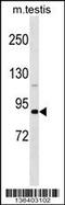 DEAD-Box Helicase 4 antibody, 59-092, ProSci, Western Blot image 