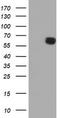 Amidophosphoribosyltransferase antibody, TA504497, Origene, Western Blot image 
