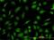 Ras-related protein Rab-21 antibody, H00023011-M01, Novus Biologicals, Immunofluorescence image 
