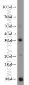 CD40 Ligand antibody, 16668-1-AP, Proteintech Group, Western Blot image 