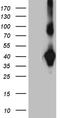 N-Myc And STAT Interactor antibody, CF810043, Origene, Western Blot image 