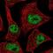 Zinc Finger Protein 574 antibody, NBP2-13582, Novus Biologicals, Immunofluorescence image 