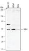 Heat shock factor protein 4 antibody, MA5-24217, Invitrogen Antibodies, Western Blot image 