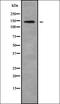 Fc Receptor Like 4 antibody, orb336358, Biorbyt, Western Blot image 