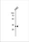 POU Class 5 Homeobox 1B antibody, TA324371, Origene, Western Blot image 