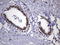 hMSH2 antibody, UM870149, Origene, Immunohistochemistry frozen image 
