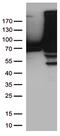 Transglutaminase 2 antibody, TA809188S, Origene, Western Blot image 