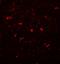 Phospholipid Phosphatase 4 antibody, A14264, Boster Biological Technology, Immunofluorescence image 