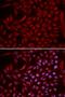 Cullin 5 antibody, orb167283, Biorbyt, Immunofluorescence image 