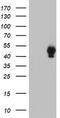 Lad antibody, LS-C337654, Lifespan Biosciences, Western Blot image 