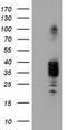 Non-Homologous End Joining Factor 1 antibody, TA502160AM, Origene, Western Blot image 