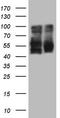 Leucine Rich Repeat Transmembrane Neuronal 1 antibody, CF805610, Origene, Western Blot image 