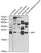 Glycoprotein IX Platelet antibody, GTX32502, GeneTex, Western Blot image 