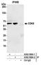 Cyclin Dependent Kinase 8 antibody, A302-500A, Bethyl Labs, Immunoprecipitation image 