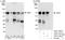 Protein LYRIC antibody, A303-143A, Bethyl Labs, Immunoprecipitation image 
