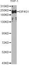 p220 antibody, A7552, ABclonal Technology, Western Blot image 