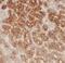 Family With Sequence Similarity 185 Member A antibody, FNab02975, FineTest, Immunohistochemistry frozen image 