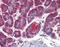 Golgi SNAP Receptor Complex Member 2 antibody, ADI-VAM-PT046-F, Enzo Life Sciences, Immunohistochemistry paraffin image 