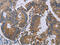 Protein Kinase D3 antibody, CSB-PA145264, Cusabio, Immunohistochemistry frozen image 