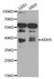 FALDH antibody, MBS126545, MyBioSource, Western Blot image 